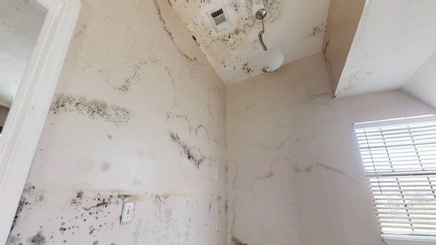 Best Environmental Consulting for Mold Prevention  in Portland, MI