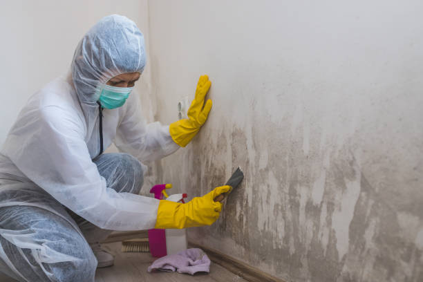 Professional Mold Removal in Portland, MI