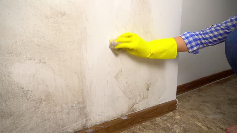 Best Basement Mold Removal  in Portland, MI