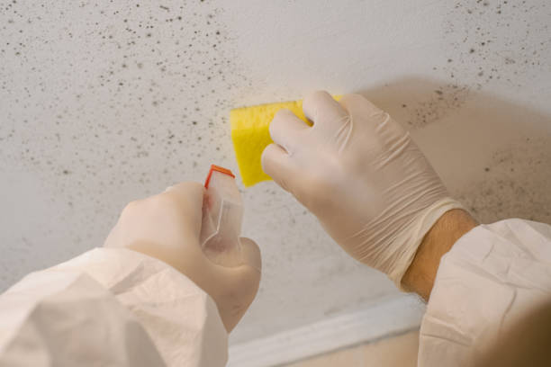  Portland, MI Mold Removal Pros