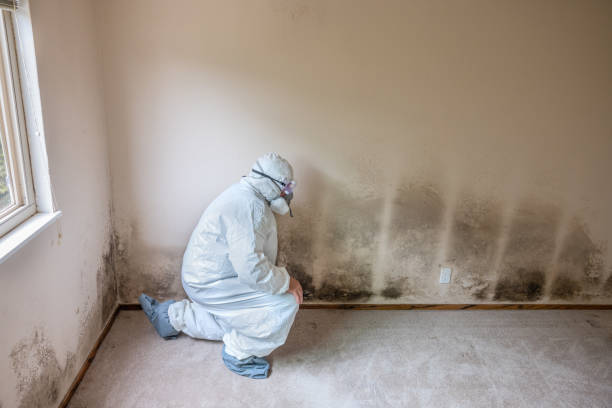 Best Post-Construction Mold Inspection  in Portland, MI