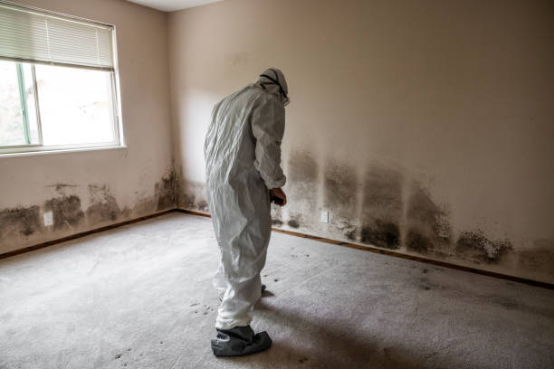 Best Emergency Mold Remediation  in Portland, MI